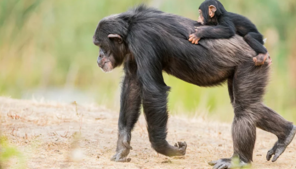 As fêmeas de chimpanzés têm um papel muito mais importante do que era imaginado