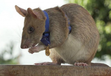 Rato gigante ganha prêmio Animal Hero por farejar minas terrestres