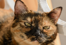 Um microchip é reponsavel por levar um gato para casa após 10 anos