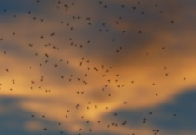 Sudoeste da Louisiana é obrigado passar por um novo isolamento social, dessa vez por culpa de uma nuvem de mosquitos