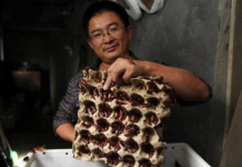 Você sabia que existem fazendas de baratas na china?