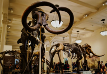 Esqueleto de mamute siberiano encontrado com tendão ainda preso