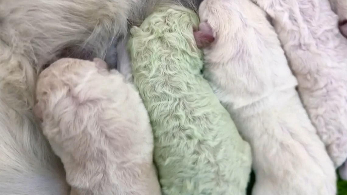 Puppy born with green fur in Italy | ksdk.com