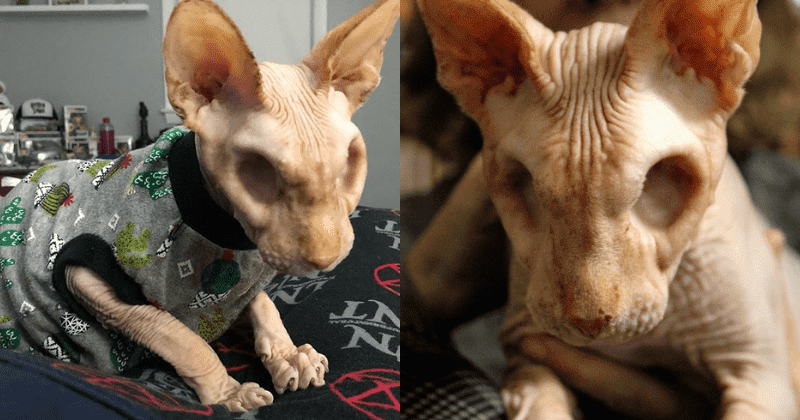 Meet Jasper, A Hairless Cat With No Eyes Who Is Winning Hearts For His  Unique Looks