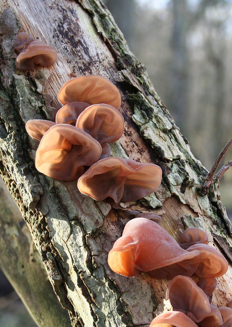 Os ‘cogumelos mais assustadores do mundo’ são reais?