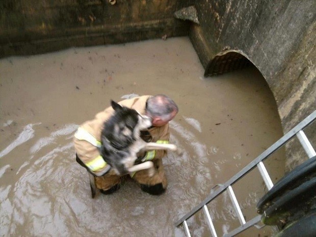 Para esses bombeiros, um simples dia de resgate de animais se torna um dia surpresa