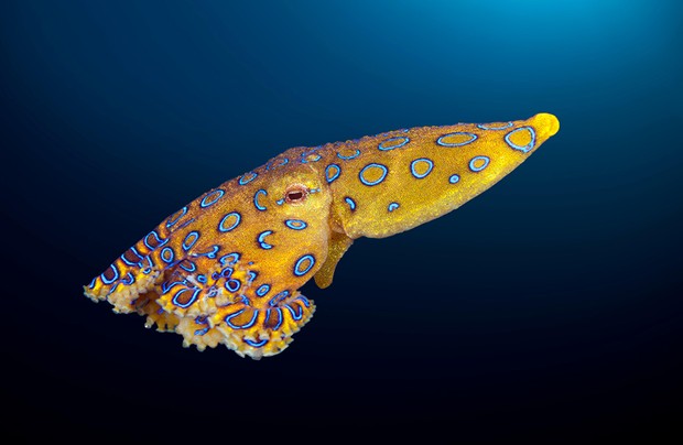 Poisonous Blue Ring Octopus, Hapalochlaena lunulata, Ambon, Moluccas, Indonesia