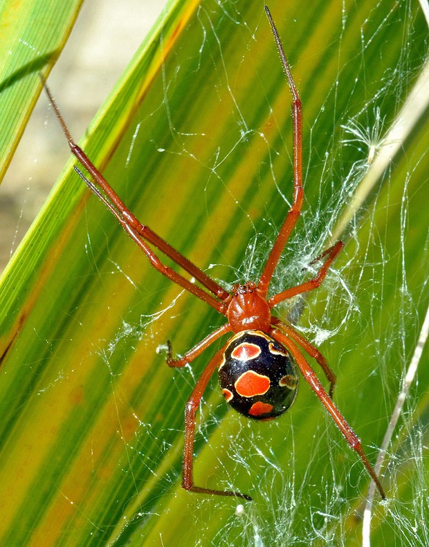 Red Widow (Latrodectus bishopi), in web in palmetto. Ocala National Forest, Florida USA