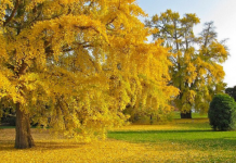 Os genes das árvores ginkgo de 600 e de 20 anos possuem a mesma resistência