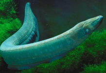 Como um peixe elétrico consegue sua carga?
