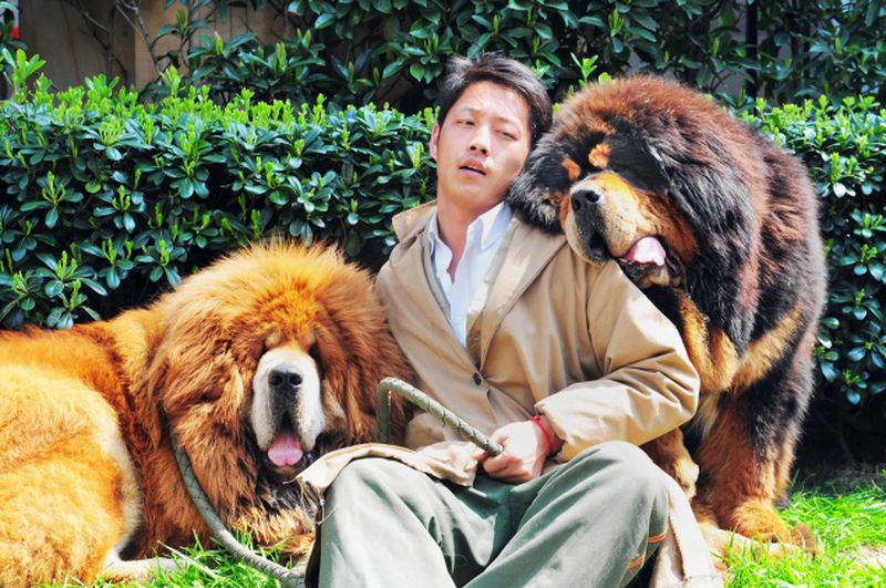 Good puppy! A unidentified man poses for a photo with two Tibetan mastiffs after they were sold at a 'luxury pet' fair in Hangzhou, in eastern China's Zhejiang province. One of the Tibetan mastiff puppies (l.) was sold for almost 2 million USD.