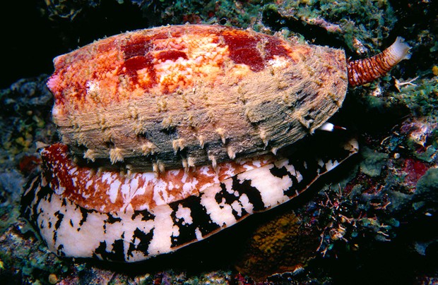 Cone Snail (Conus geographus) Papua New Guinea, Pacific Ocean