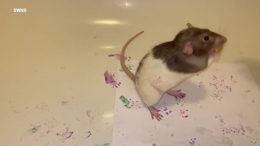RATT-ISSE - Meet the rat with a passion for painting - who has used his paws to create masterpieces which have been sold