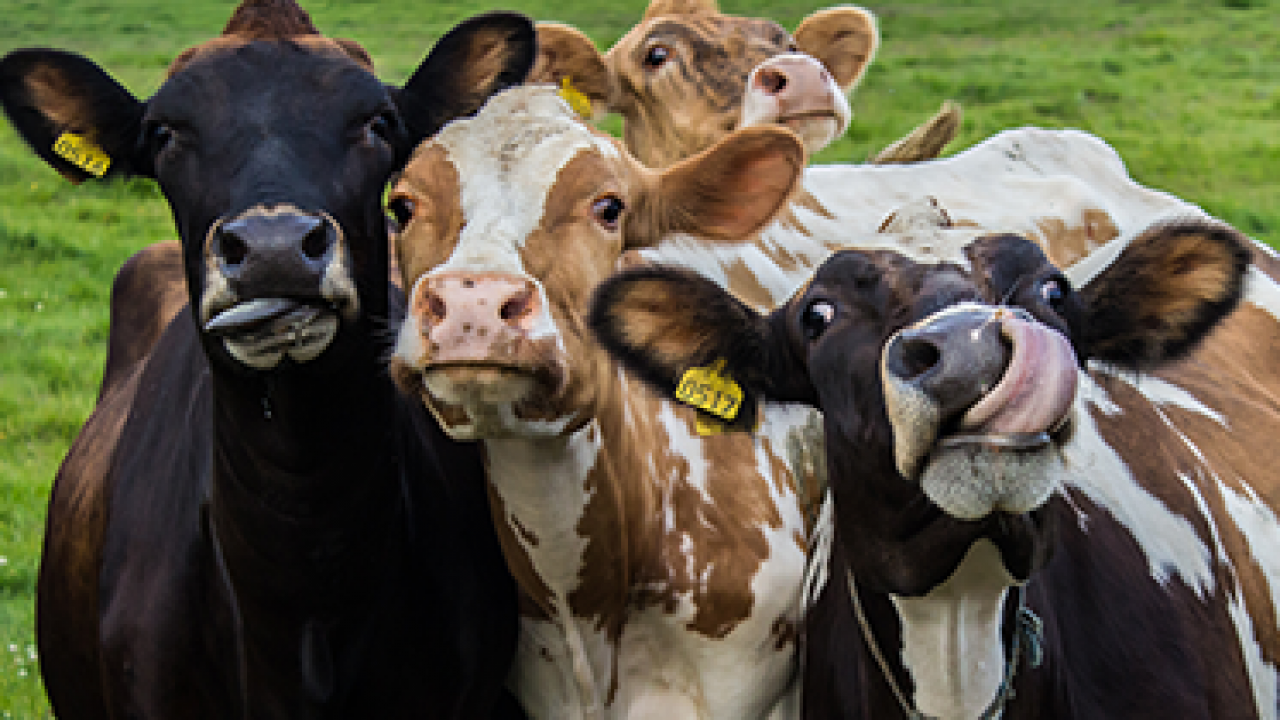 Sete curiosidades pouco conhecidas sobre as vacas - Pasto Extraordinário