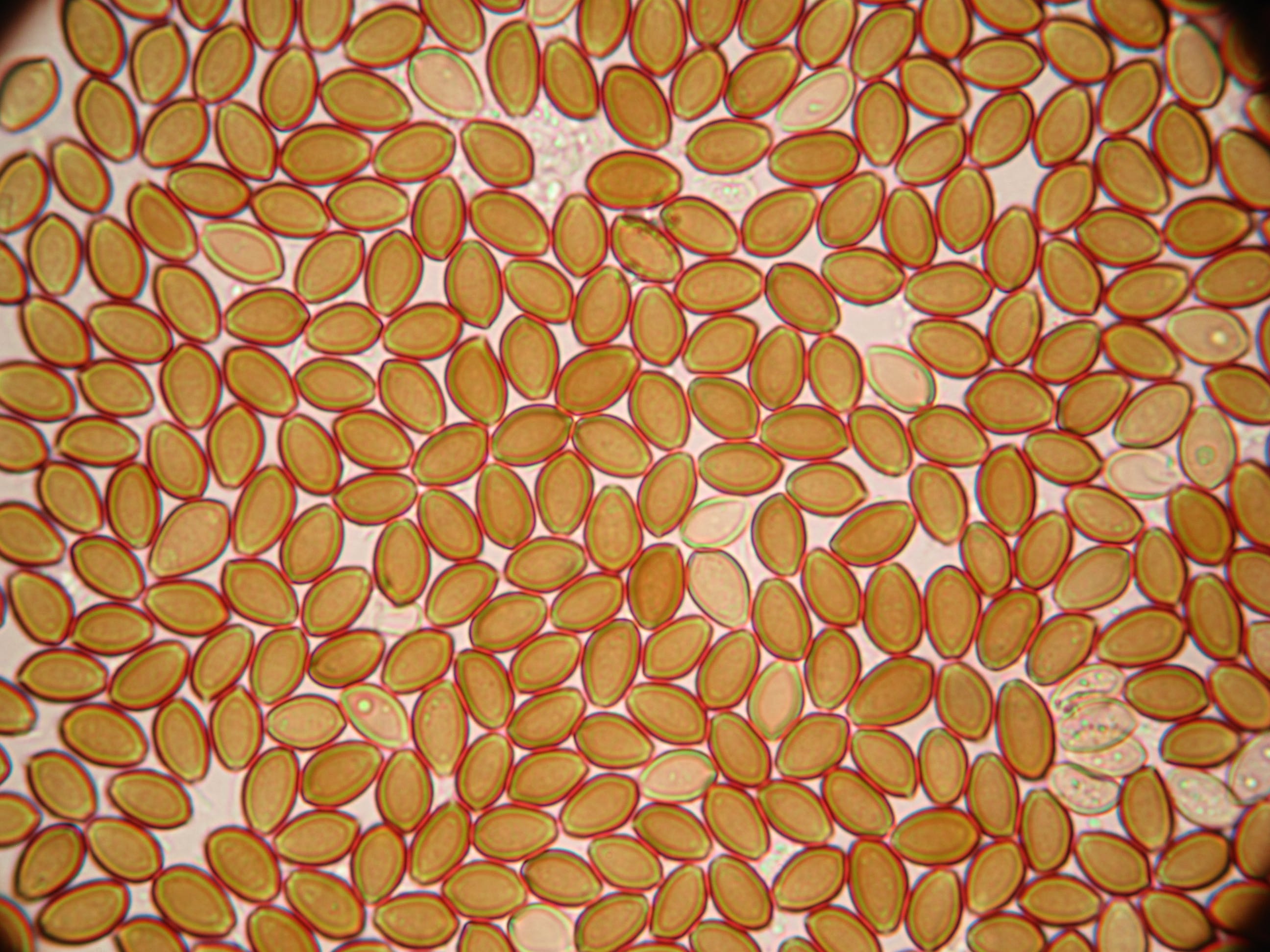 Spores from the Psilocybe stuntzii mushroom species seen under a microscope