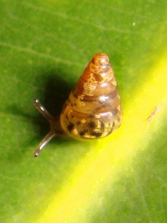 A land snail sitting on a leaf
