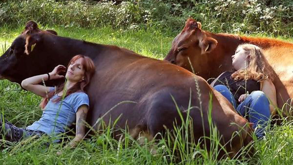 Fazer carinho na vaca: uma nova tendência de bem-estar?