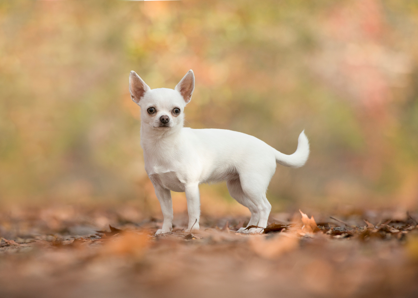 Chihuahua: conheça esta raça de cães e as suas caraterísticas