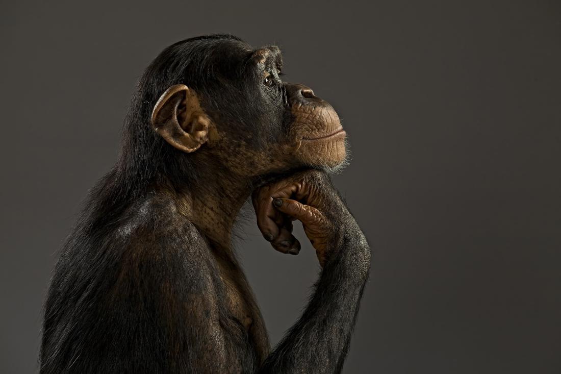 E se um chimpanzé disputasse as Olimpíadas? | VEJA