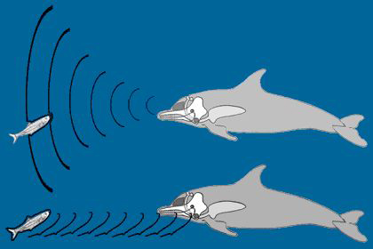 Fatos sobre golfinhos
