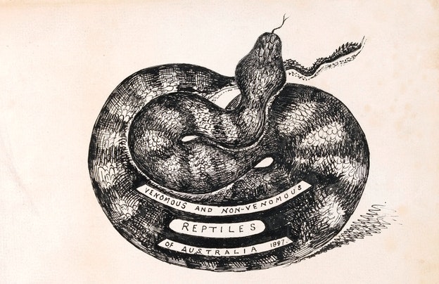 Um paradoxo venenoso: quão mortais são as cobras da Austrália?