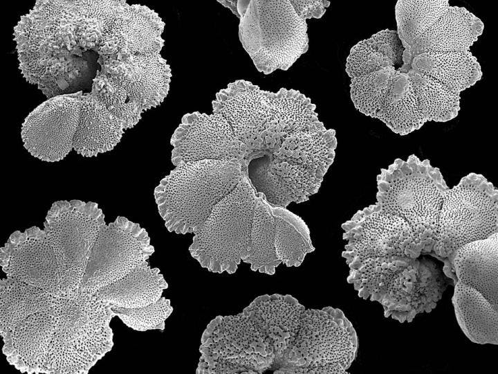 Fossil planktonic foraminifera (40 million years old) from Tanzania is shown.
