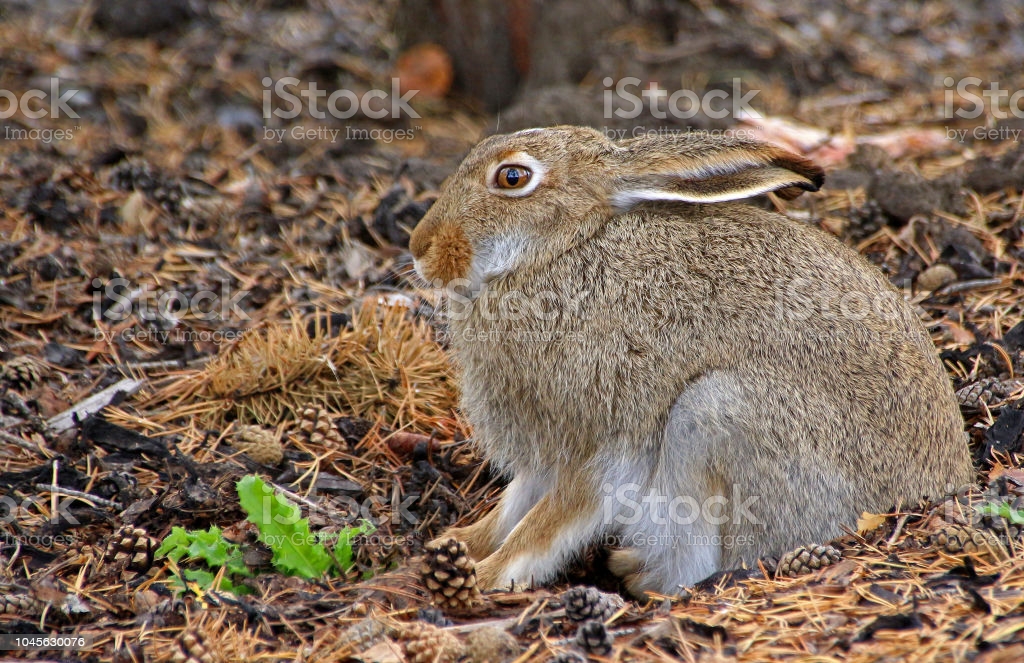 Whitetailed Jackrabbit In Woods Stock Photo - Download Image Now - iStock