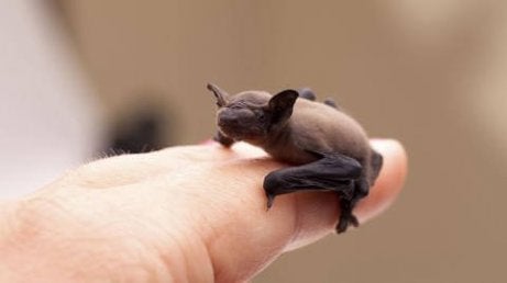 Espécies de morcegos, conheça 5 delas ao redor do mundo
