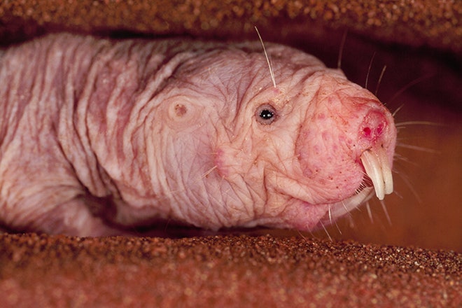 Absurd Creature of the Week: The Naked Mole Rat Could One Day Save Your  Life | WIRED