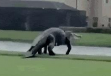 Este é um dinossauro, e você não pode nos convencer do contrário