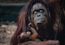 Orangotango de Sumatra em perigo crítico, nascido no zoológico de Praga