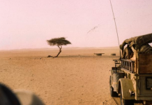 A Árvore Solitária de Ténéré