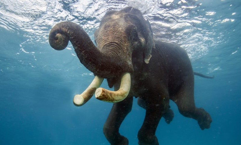 Os elefantes podem nadar?