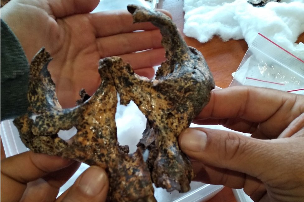 Crânio de dois milhões de anos de 'primo' humano desenterrado