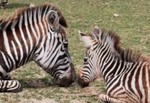 Baby Zebra conhece girafas, rinocerontes e muito mais!