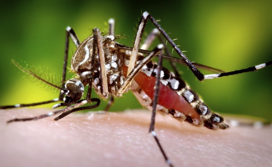 Por que os mosquitos preferem algumas pessoas a outras