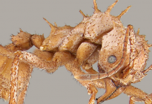 A armadura mineral ajuda algumas formigas cortadeiras a vencerem lutas com parentes maiores