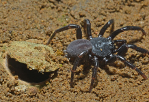 Essas aranhas cruzaram um oceano para chegar à Austrália