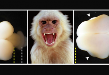 Cientistas usaram genes humanos para aumentar o cérebro dos macacos