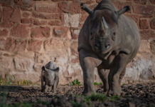 Alegria como rinoceronte bebê raro nascido no Zoológico de Chester
