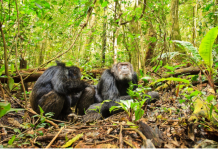 Os chimpanzés que envelhecem valorizam os velhos amigos
