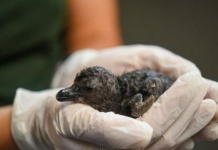 Pinguim africano chocado no aquário de Ripley em Myrtle Beach