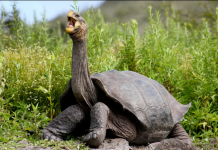 Você conhece o Galápagos Tortoise?