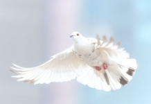 Caminhante francês encontra mensagem de um pombo centenário da Primeira Guerra Mundial