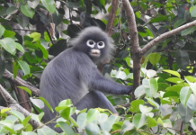 Alerta de novo macaco: recém-descoberto e à beira da extinção