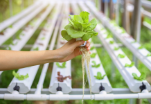 Agricultura sem solo: o cultivo sem solo pode ajudar a alimentar o mundo?