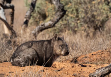 Wombats: como eles usam suas garupas ‘esmagadoras de crânio’ para lutar, brincar e flertar