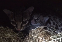 Marvelous Margay Kitten Nascido em Shaldon Wildlife Trust