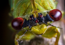 Cigarras