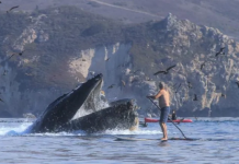 ‘Foi uma loucura’, diz o caiaque californiano que foi engolfado pela boca de uma baleia